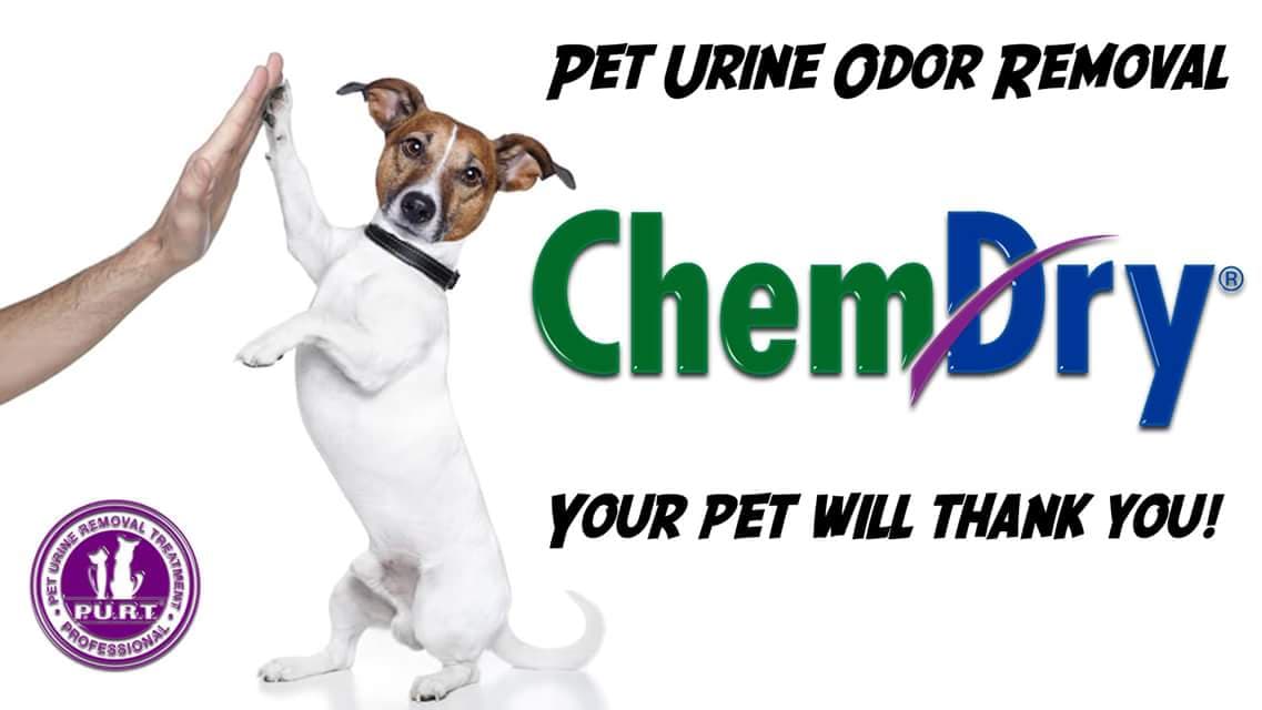 pet-urine-odor-removal.jpg